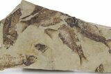 Fossil Fish (Gosiutichthys) Mortality Plate - Wyoming #357164-1